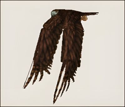 Render 16