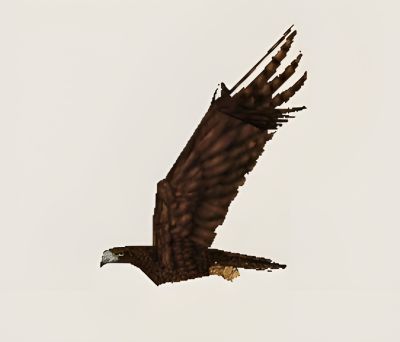 Render 17